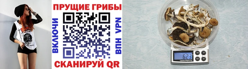 Псилоцибиновые грибы Cubensis  Долгопрудный 